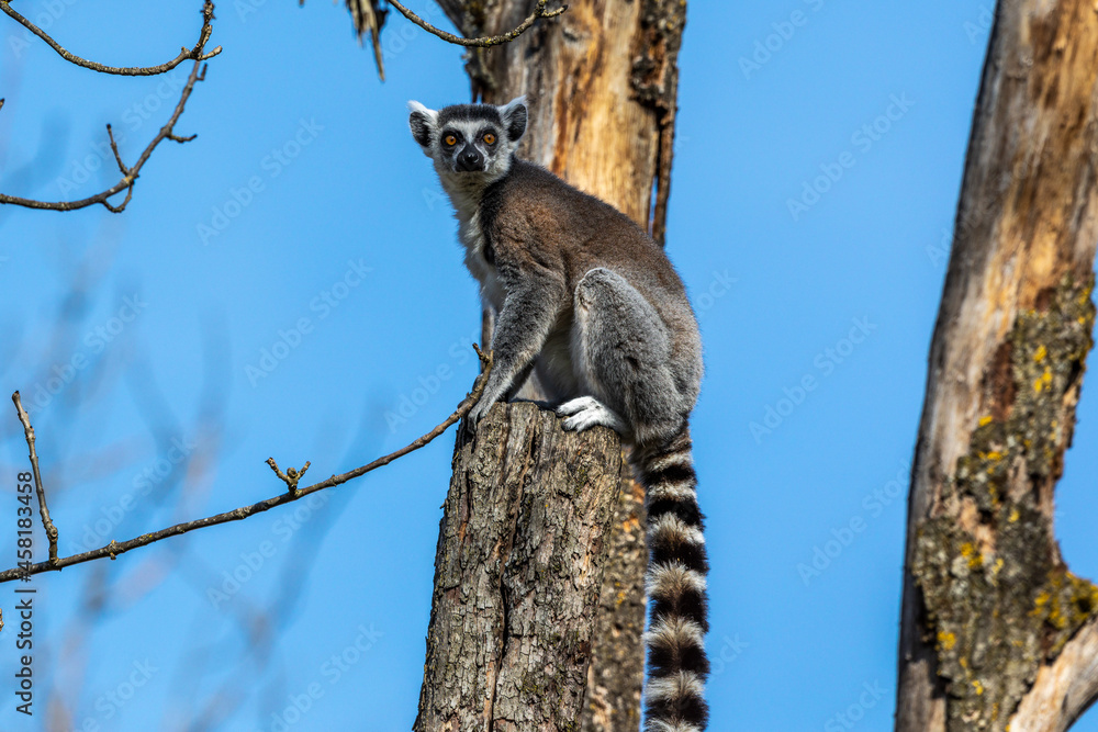 Fototapeta premium The ring-tailed lemur,Lemur catta with white ringed tail is the most known lemur