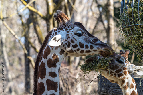 The giraffe, Giraffa camelopardalis is an African mammal