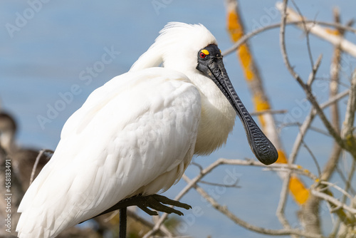 Royal Spoonbill in Australasia