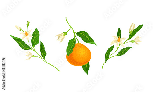 Blooming tangerine branches and fresh ripe mandarin fruit vector illustration