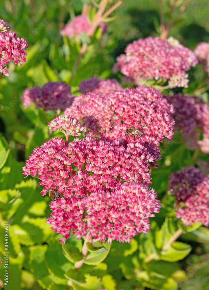 Blühende große Fetthenne, Hylotelephium telephium Blühende große Fetthenne, Hylotelephium telephium