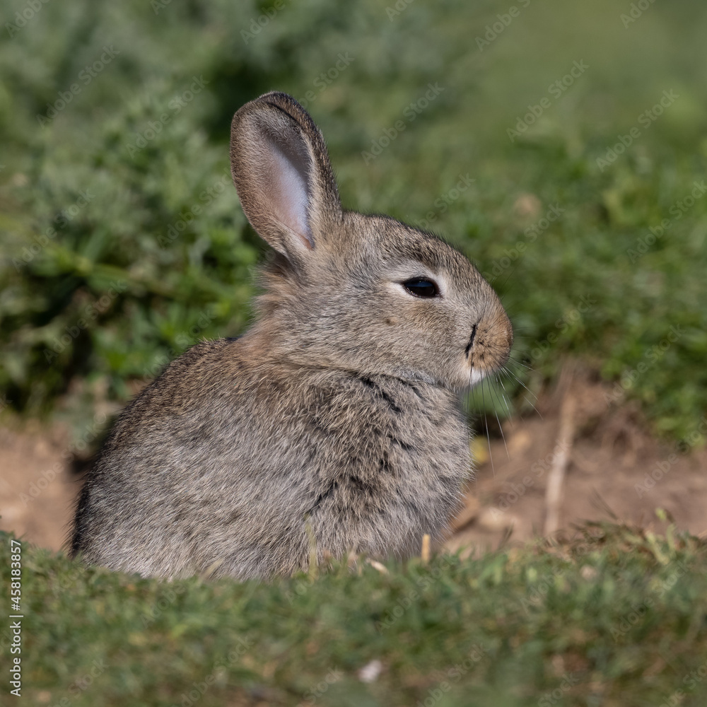 European rabbit, Common rabbit, Oryctolagus cuniculus sitting on a meadow at Munich European rabbit, Common rabbit, Oryctolagus cuniculus sitting on a meadow at Munich
