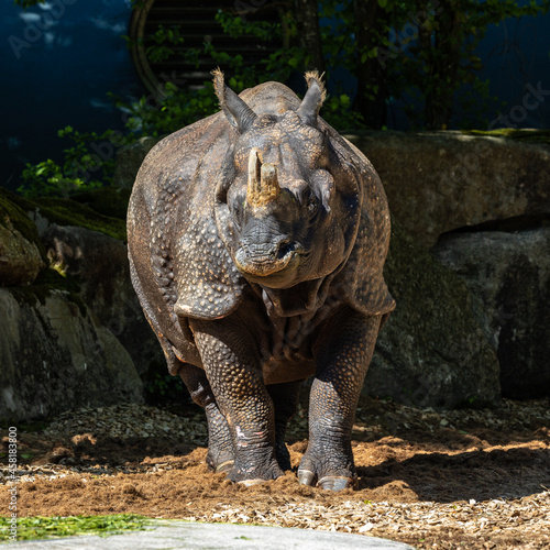 The Indian Rhinoceros  Rhinoceros unicornis aka Greater One-horned Rhinoceros