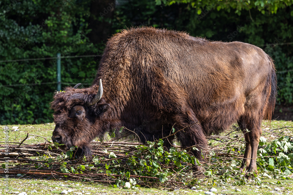 Fototapeta premium American buffalo known as bison, Bos bison in a german park