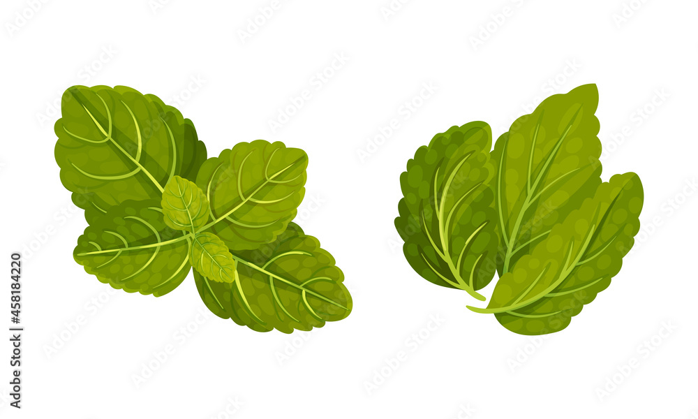 Fresh mint green leaves set. Spearmint herbal aroma plant vector illustration Fresh mint green leaves set. Spearmint herbal aroma plant vector illustration