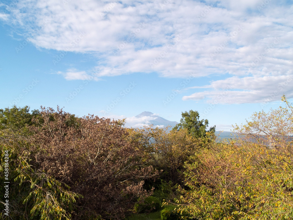 landscape with trees