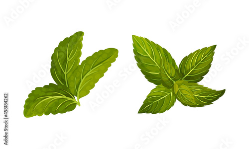 Fresh mint green leaves set. Herbal aroma plant vector illustration