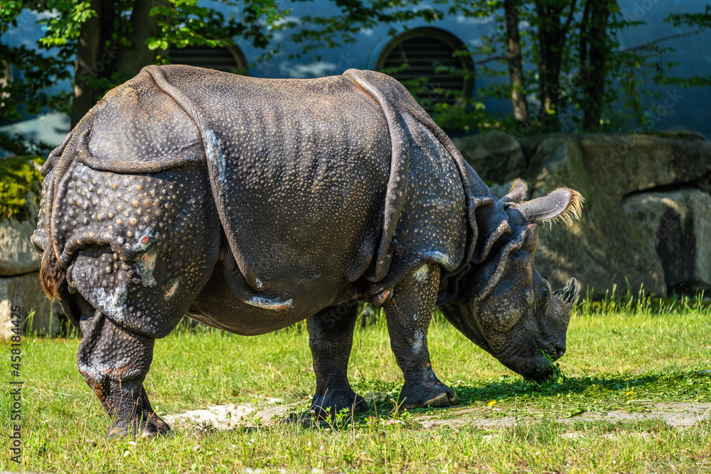 Fototapeta premium The Indian Rhinoceros, Rhinoceros unicornis aka Greater One-horned Rhinoceros