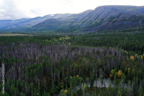 autumn forest without leaves top view with drone, nature background landscape