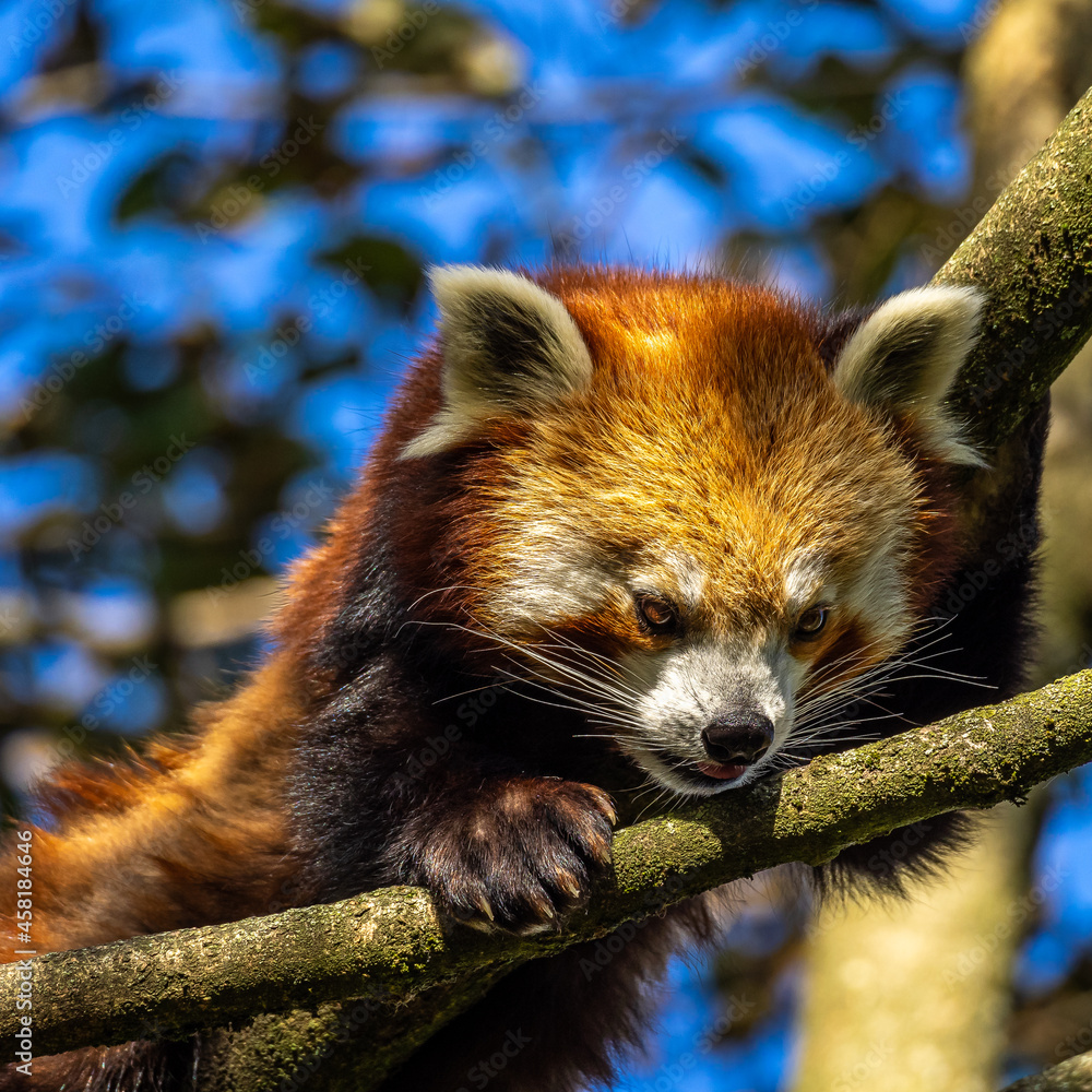 Fototapeta premium The red panda, Ailurus fulgens, also called the lesser panda.