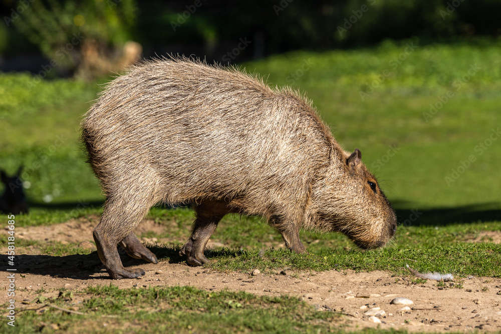 Capybara, Hydrochoerus hydrochaeris grazing on fresh green grass Capybara, Hydrochoerus hydrochaeris grazing on fresh green grass