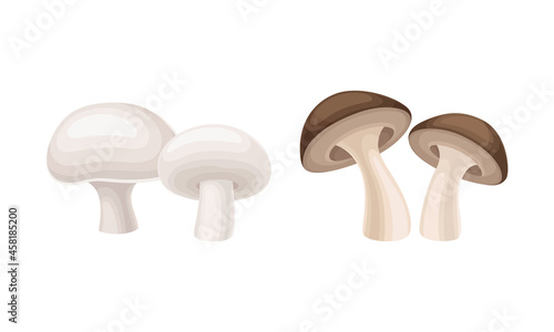 Edible mushrooms species set. Champignon and shiitake mushroom vector illustration