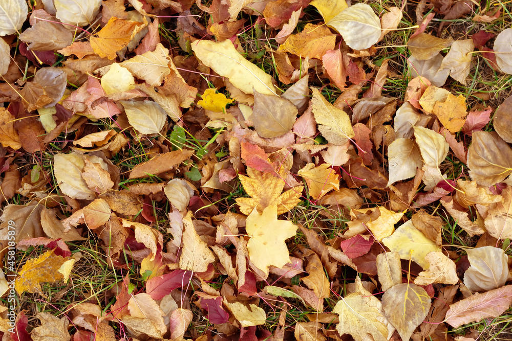 Fallen autumn leaves in the park. Colored background top view. The concept of wilting, old age, hopelessness