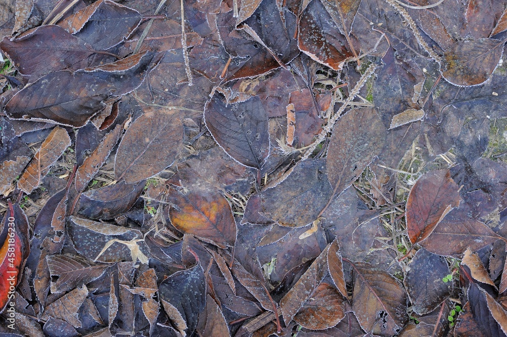 autumn frost on the ground and grass. texture for background
