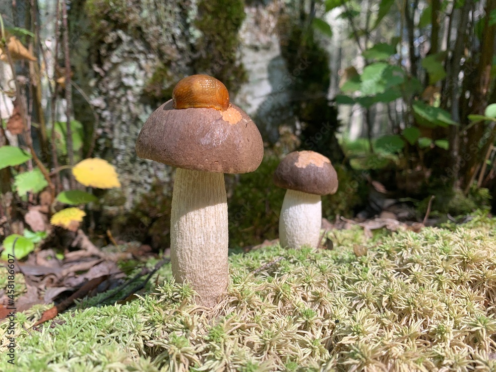 Fototapeta premium mushrooms in the forest