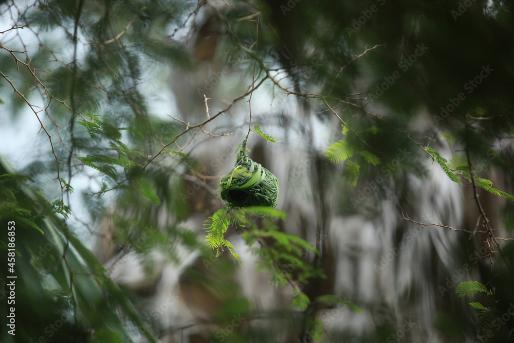 Fototapeta premium macro nature photography: closeup of a yellow and black weaver bird in a green nest made from leaves, on a blue background, outdoor on a sunny day in the Gambia, Africa