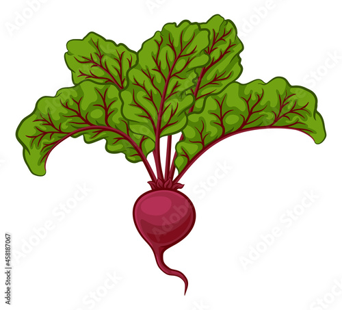 Beet Or Beetroot Vegetable ...