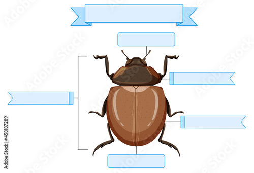 External Anatomy of a beetle worksheet