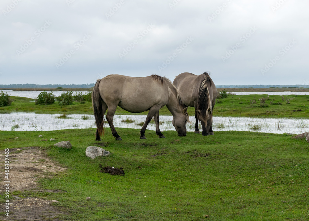 horses grazing on the shore of the lake, the inhabitants of engure nature park are wild animals that are used to visitors, Engure nature park, Latvia horses grazing on the shore of the lake, the inhabitants of engure nature park are wild animals that are used to visitors, Engure nature park, Latvia