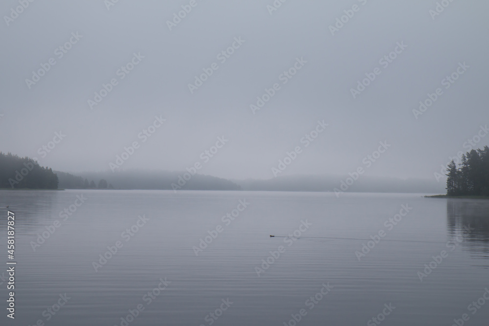 duck swimming in the lake on a foggy morning 