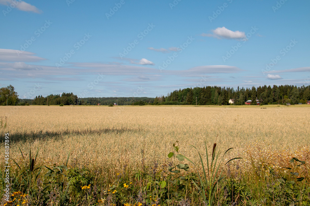 agricultural yellow field and blue sky on a farm in the morning