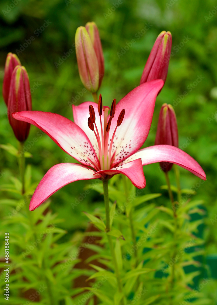 Lily flowers in garden, red lily flowers close - up view Lily flowers in garden, red lily flowers close - up view