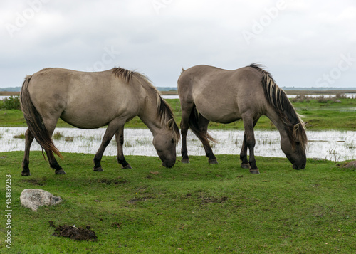 horses grazing on the shore of the lake  the inhabitants of engure nature park are wild animals that are used to visitors  Engure nature park  Latvia