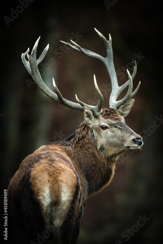 Canvastavla Red deer (Cervus elaphus) stag in its natural habitat