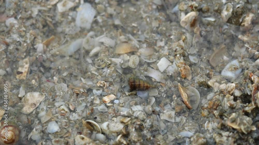 Hermit crab walking walking on the gray sand under the sea, Group of shellfish Hermit crab walking walking on the gray sand under the sea, Group of shellfish