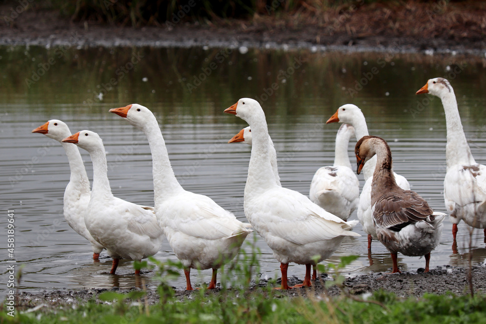 White geese on a lake coast. Poultry on pasture in a countryside White geese on a lake coast. Poultry on pasture in a countryside