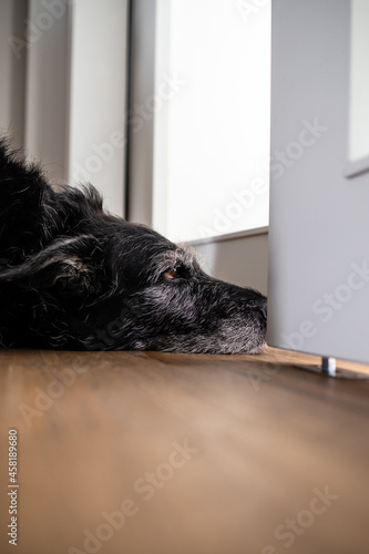 A sad looking dog is waiting for his master to stop working and take him for a walk. A large breed dog looks sad and lonely at home.