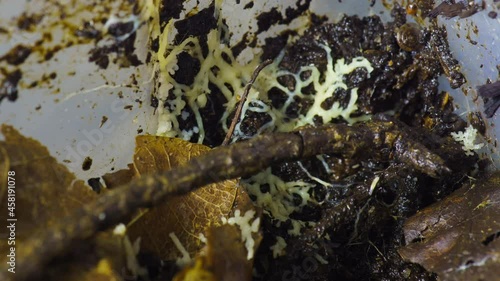 Myxomycetes Brefeldia maxima growing on substrate time lapse photo