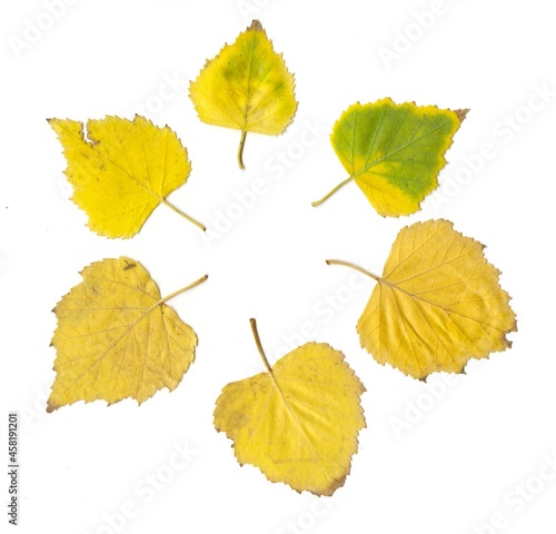 Autumn birch leaves on a white background.