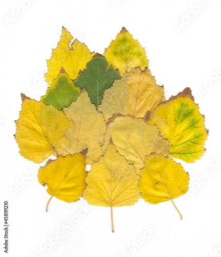 Autumn birch leaves on a white background.