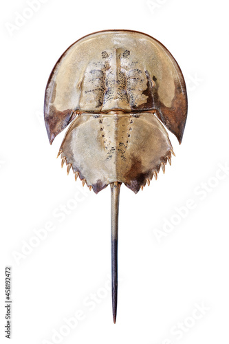 Horseshoe crab on white background isolated close up top view, marine arthropod with domed horseshoe-shaped shell and long tail-spine, ancient sea animal, lat. Xiphosura, Limulus polyphemus photo