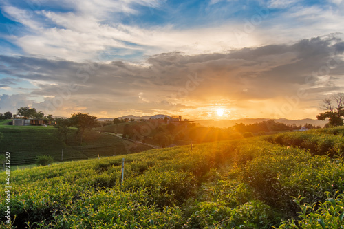 Beautiful sunsets at Chui Fong Tea Plantation  Chiang Rai Thailand.