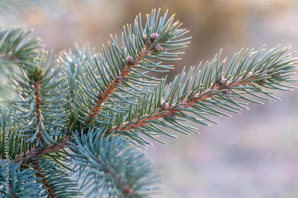 Branch of fluffy Christmas tree. Background for Christmas and New Year greetings. Advertising background as a Christmas decoration, as well as planting material. Scientific name: Picea Branch of fluffy Christmas tree. Background for Christmas and New Year greetings. Advertising background as a Christmas decoration, as well as planting material. Scientific name: Picea