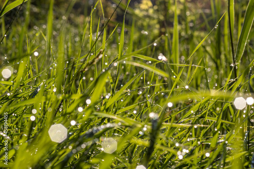 Young grass after rain in drops of water. Drops of water sparkle in sun and create bright highlights. Natural green background