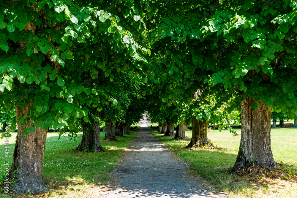 Beautiful summer perspective nature view of a tree alley pathway with green foliage leafs.
