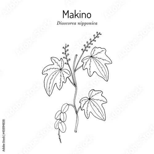 Fototapeta Naklejka Na Ścianę i Meble -  Dioscorea nipponica Makino, medicinal plant