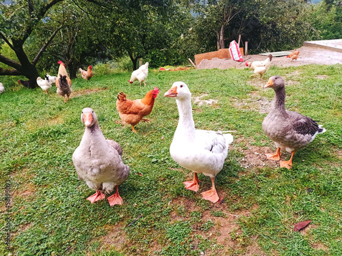 Geese and chickens on grass