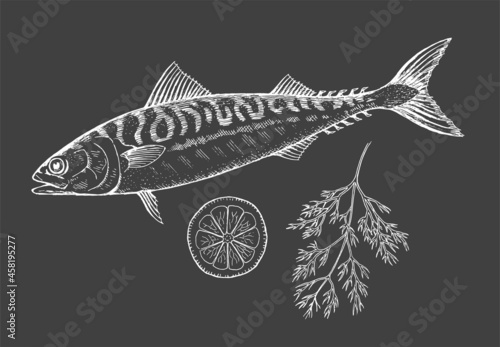 Sea fish mackerel with lemon and dill on a black background. Cooking delicious food. Vector chalk illustration hand drawn