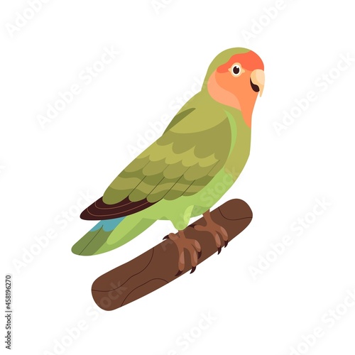Rosy-collared peach-faced lovebird. Small African parrot with green folded wings. Tropical bird sitting on branch. Realistic flat cartoon vector illustration isolated on white background