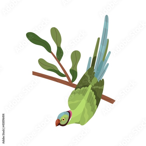 Rose-ringed parrot sitting on tree branch with folded wings. Tropical bird wi...