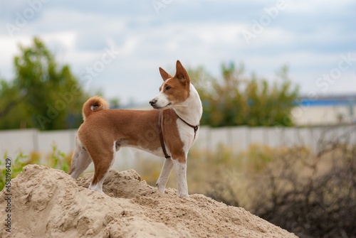 Young basenji dog standing on a heap of sand and looking back