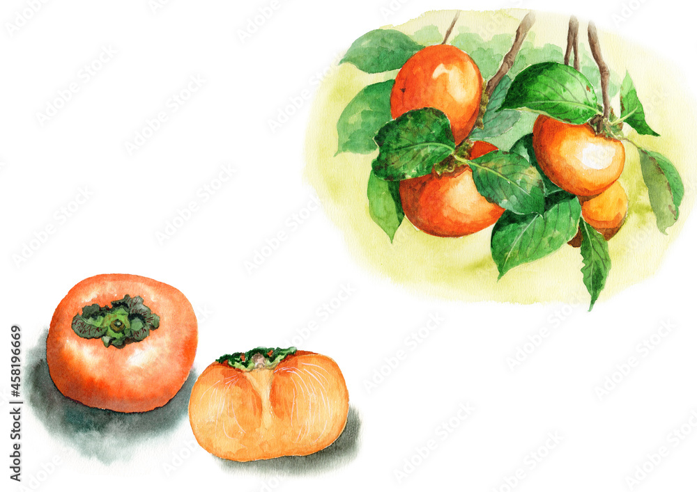 アナログ水彩柿の実1個半と柿の木の枝