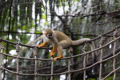 Close up Common Squirrel Monkey