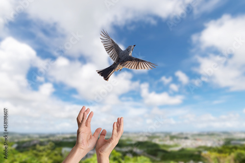 解放されて大空に飛び立つ小鳥