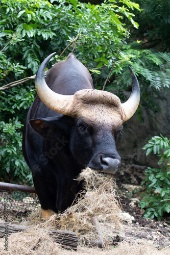 Close up Gaur, Indian Bison on the green yard