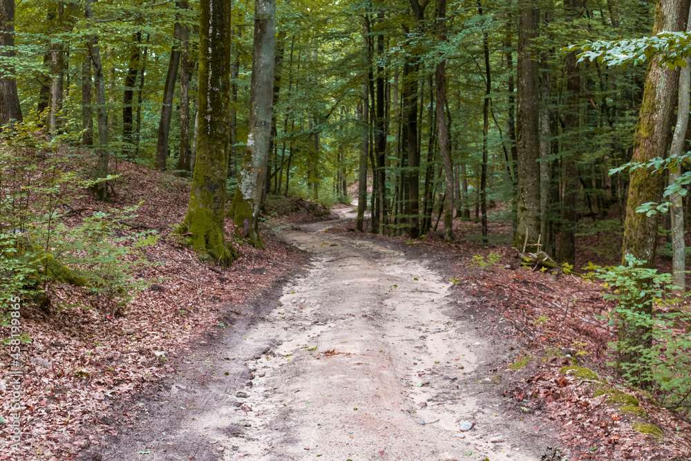 Fototapeta premium Landscape of forest road in spring and autumn.